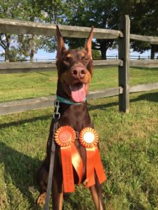 River Earns Lure Coursing Legs