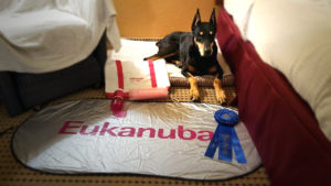 Heady celebrates the first ever AKC Scent Work Trial with a first place!