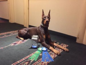 River, Agility Debut @ DPCA Nationals