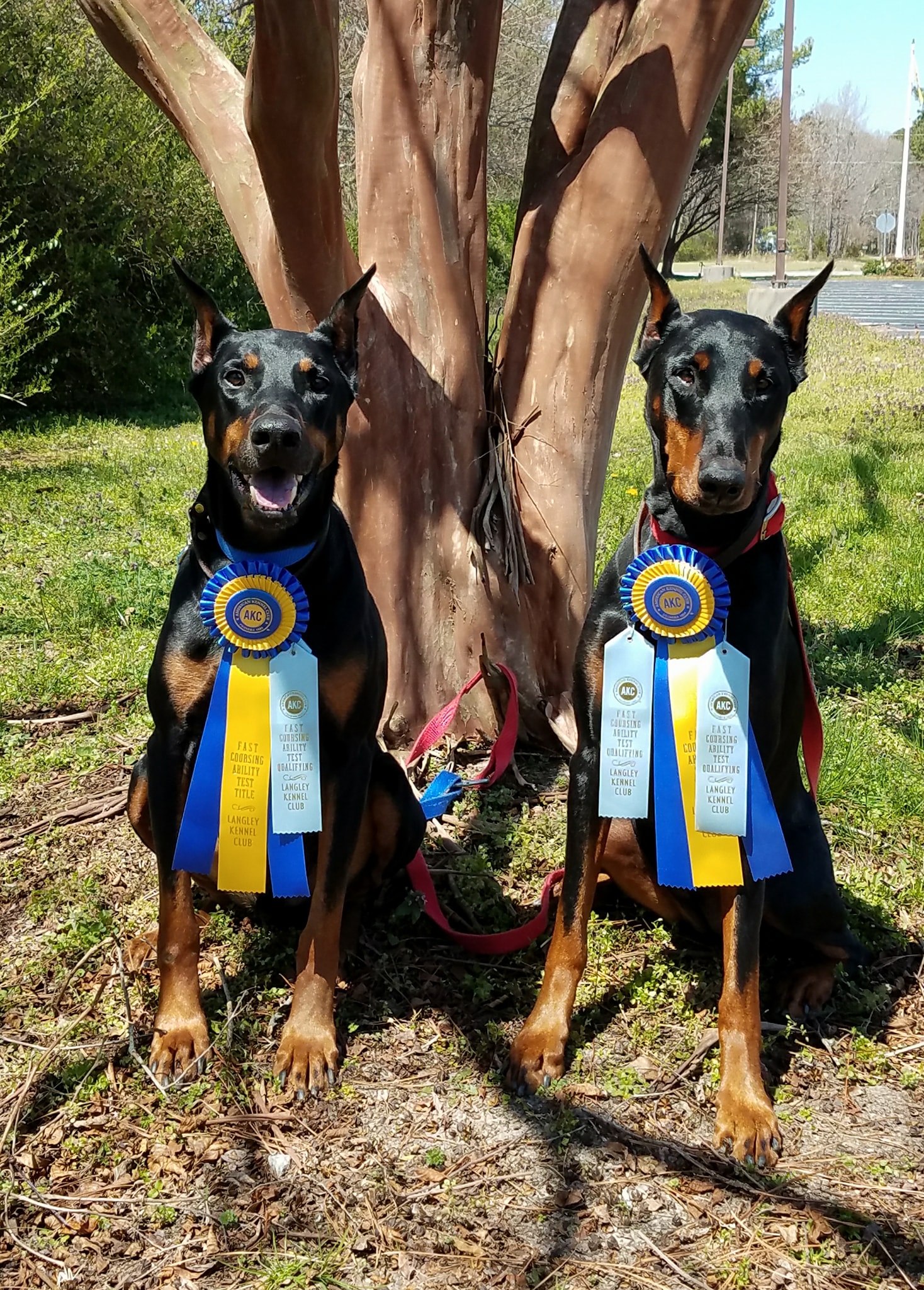 akc fast cat titles