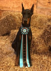 Mackeson earns Barn Hunt titles!