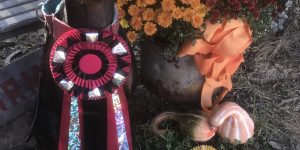 Macksen, RATCHX & CZ8G Barn Hunt Titles