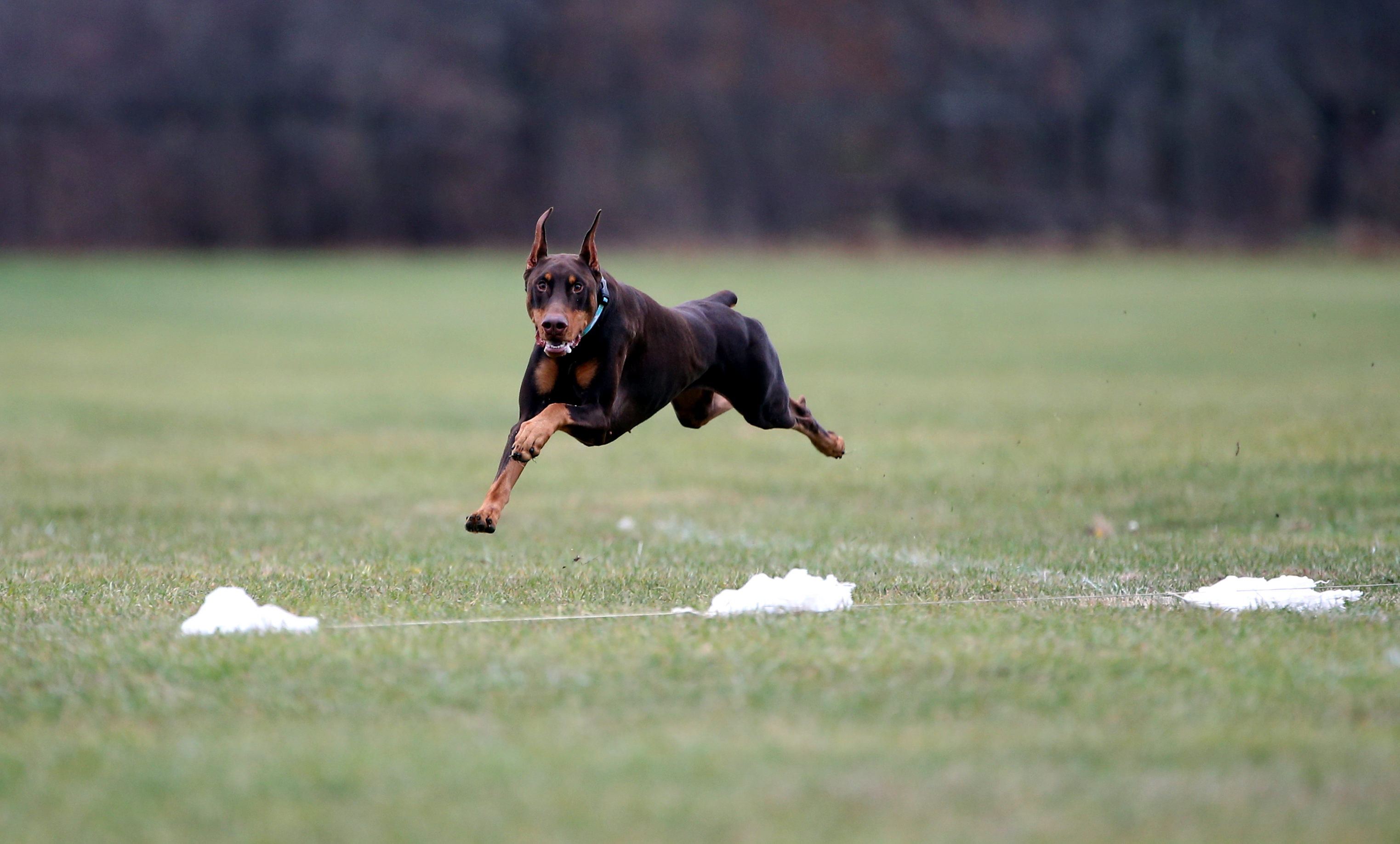 doberman puppy rescue